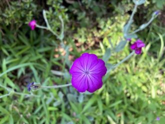 公園だより最新投稿写真