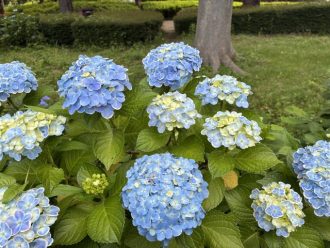 公園だより最新投稿写真