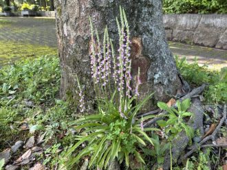 公園だより最新投稿写真