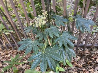 公園だより最新投稿写真