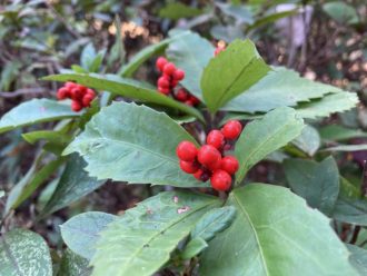 公園だより最新投稿写真