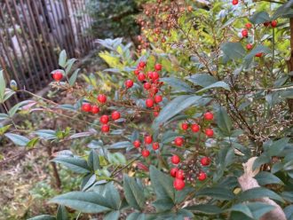 公園だより最新投稿写真