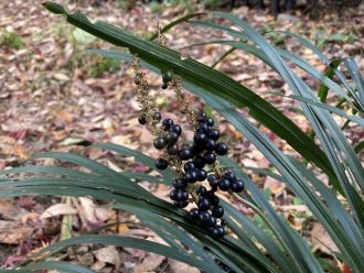 公園だより最新投稿写真