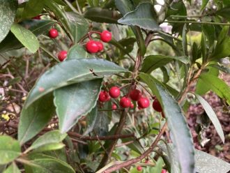 公園だより最新投稿写真