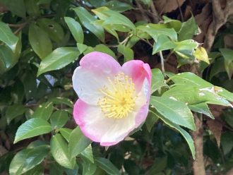 公園だより最新投稿写真