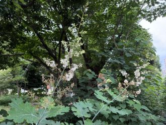 公園だより最新投稿写真