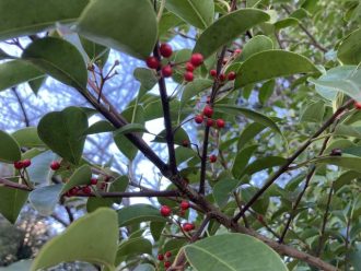 公園だより最新投稿写真