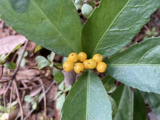 公園だより最新投稿写真