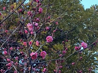 公園だより最新投稿写真