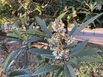 公園だより最新投稿写真