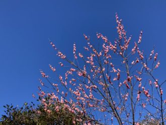 公園だより最新投稿写真