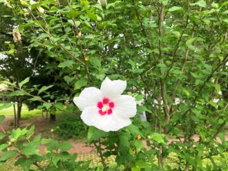 公園だより最新投稿写真
