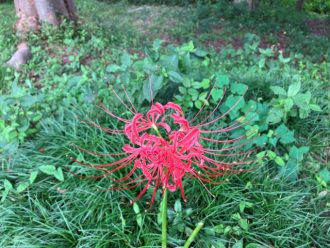 公園だより最新投稿写真