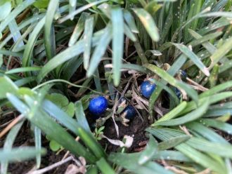 公園だより最新投稿写真