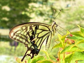 公園だより最新投稿写真