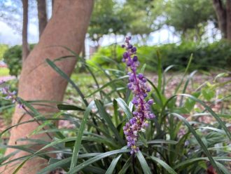 公園だより最新投稿写真