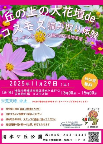 主催イベント:丘の上deコスモス摘み取り体験の画像