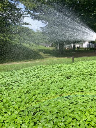 公園だより最新投稿写真