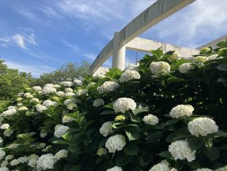 公園だより最新投稿写真