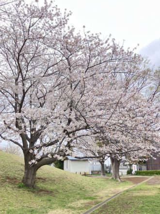 公園だより最新投稿写真