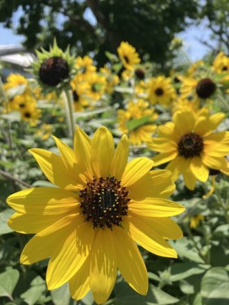 公園だより最新投稿写真