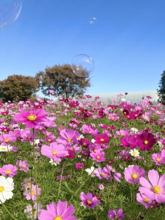 公園だより最新投稿写真
