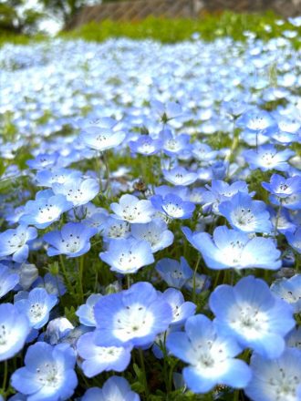 公園だより最新投稿写真