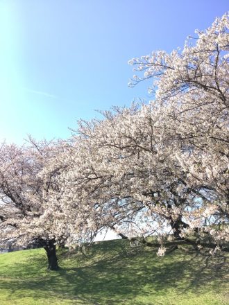 公園だより最新投稿写真