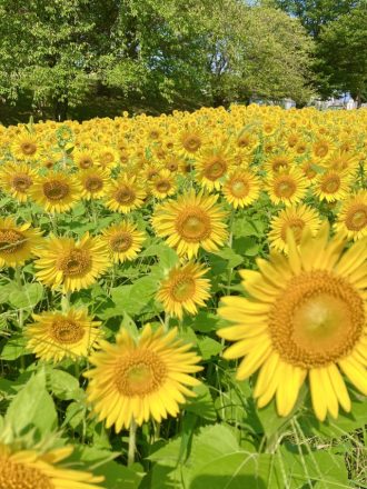 公園だより最新投稿写真