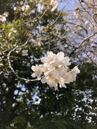公園だより最新投稿写真