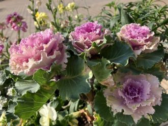 公園だより最新投稿写真