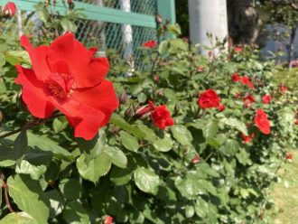 公園だより最新投稿写真