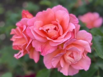 主催イベント:バラの手入れ講座の画像