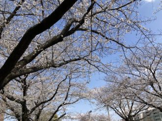 公園だより最新投稿写真