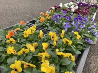 公園だより最新投稿写真