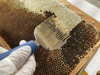 公園だより最新投稿写真