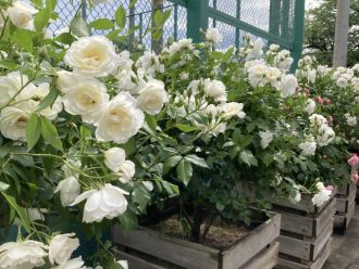 公園だより最新投稿写真