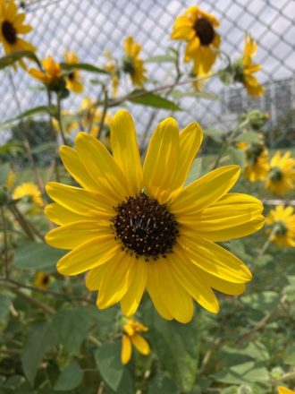 主催イベント:ひまわり摘み無料体験🌻🌻🌻の画像