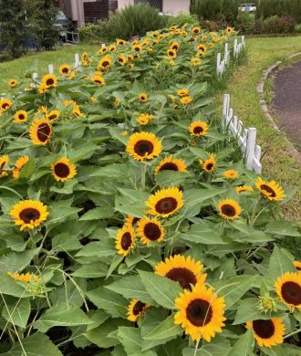 公園だより最新投稿写真