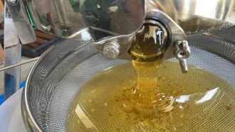 主催イベント:みつばちのひみつ講座開催🐝🍯🍯の画像