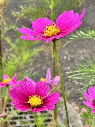 公園だより最新投稿写真