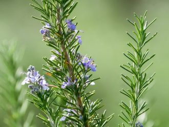 主催イベント：ローズマリー・クリスマスリース作りの画像