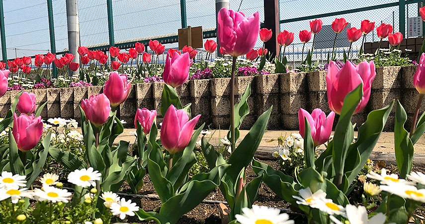 野球場前花壇の写真