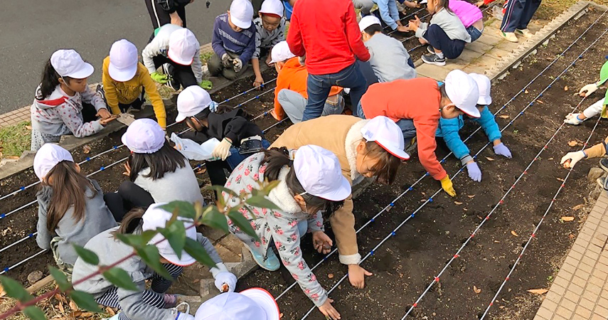 チューリップの球根植え