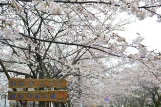 公園だより最新投稿写真