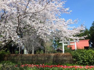 公園だより最新投稿写真