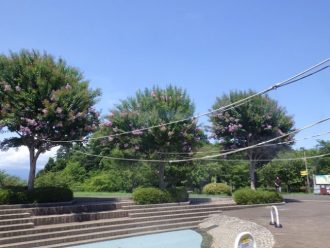 公園だより最新投稿写真