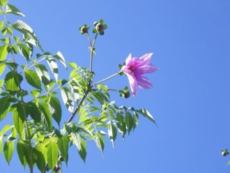 公園だより最新投稿写真