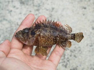 公園だより最新投稿写真