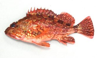 公園だより最新投稿写真